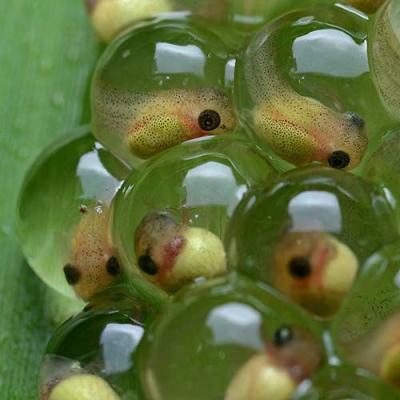 frog eggs